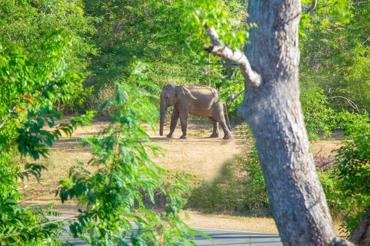 Ali Weta Safari Resort Удавалаве Экстерьер фото