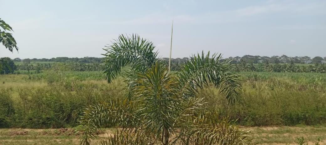 Ali Weta Safari Resort Удавалаве Экстерьер фото